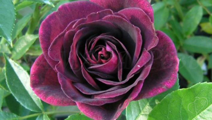 277_burgundy_ice_1_708.jpg