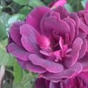 277_burgundy_ice_2_125.jpg