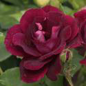 277_burgundy_ice_3_125.jpg