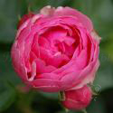 POMPONELLA