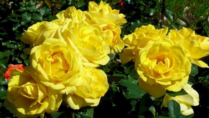 27_royal_gold_708.jpg