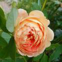 LADY OF SHALOTT
