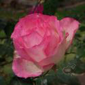 BORDURE ROSE