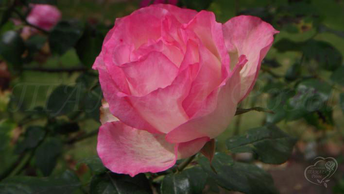 284_bordure_rose_1_708.jpg