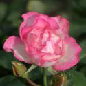 284_bordure_rose_2_125.jpg