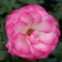 284_bordure_rose_3_125.jpg