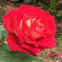 291_bolchoi_2_125.jpg
