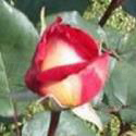 291_bolchoi_3_125.jpg