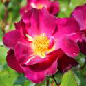 297_wild_rover_3_125.jpg
