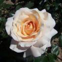 MARJOLAINE