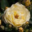 GOLDEN BORDER