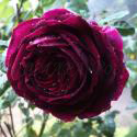 BLACK PRINCE