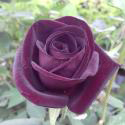 303_black_prince_2_125.jpg