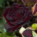 303_black_prince_3_125.jpg