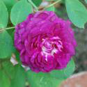 REINE DES VIOLETTES