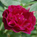 TUSCANY OLD VELVET