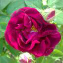 305_tuscany_old_velvet_3_125.jpg
