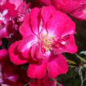 Alberich