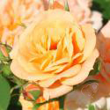 APRICOT CLEMENTINE