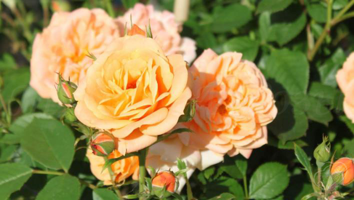 311_apricot_clementine_1_708.jpg