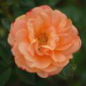 311_apricot_clementine_2_125.jpg