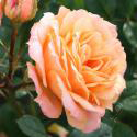 311_apricot_clementine_3_125.jpg