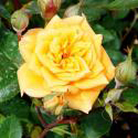 YELLOW CLEMENTINE