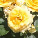 312_yellow_clementine_2_125.jpg