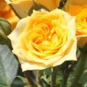 312_yellow_clementine_3_125.jpg