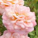 313_peach_clementine_2_125.jpg