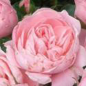 313_peach_clementine_3_125.jpg