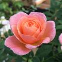 PEACH CLEMENTINE