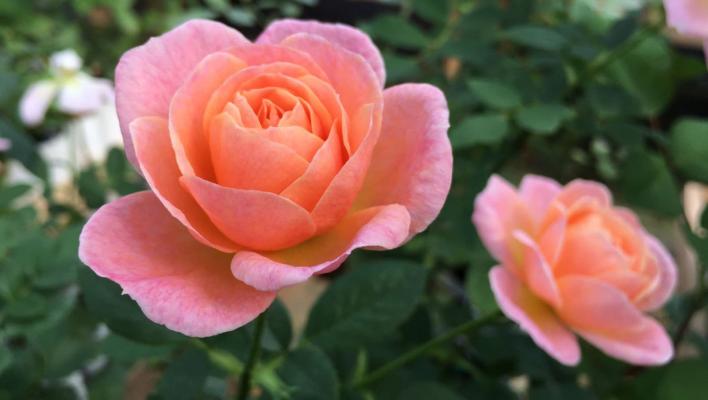 313_peach_clementine__1_708.jpg