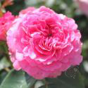 BARONESSE
