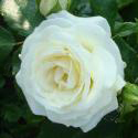 ALABASTER