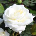 316_alabaster_2_125.jpg
