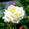 316_alabaster_3_125.jpg