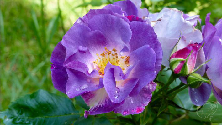 318_blue_for_you_1_708.jpg
