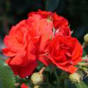 31_strombergzauber_3_125.jpg