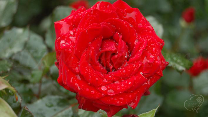 320_red_queen_1_708.jpg