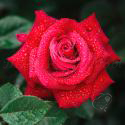 320_red_queen_2_125.jpg