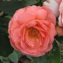 321_amelia_renaissance_2_125.jpg