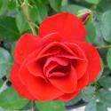 BLACK FOREST ROSE