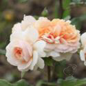 325_xavier_de_fraissinette_3_125.jpg