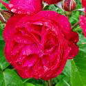 RUBAN ROUGE