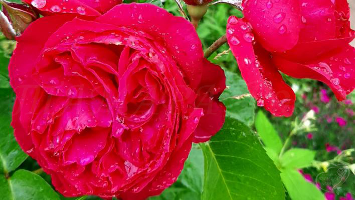 326_ruban_rouge_1_708_.jpg