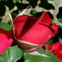 326_ruban_rouge_2_125.jpg