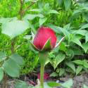 326_ruban_rouge_3_125.jpg