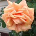 32_barock_2_125.jpg