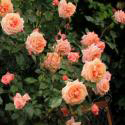 32_barock_3_125.jpg